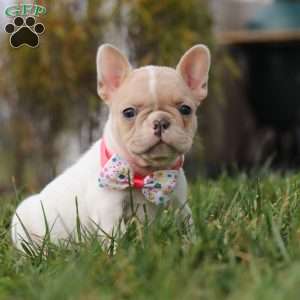 Angela, French Bulldog Puppy